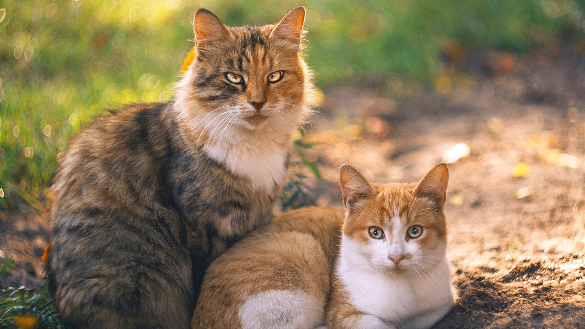 战术分析：教练员如何调整阵容，教练员角色