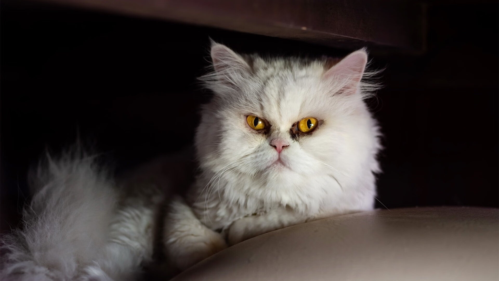 kaiyun开云·官方网站-伊朗队中场卡瓦尼在巴黎奥运会上展现出强大的进攻组织能力，伊朗男篮卡兹米