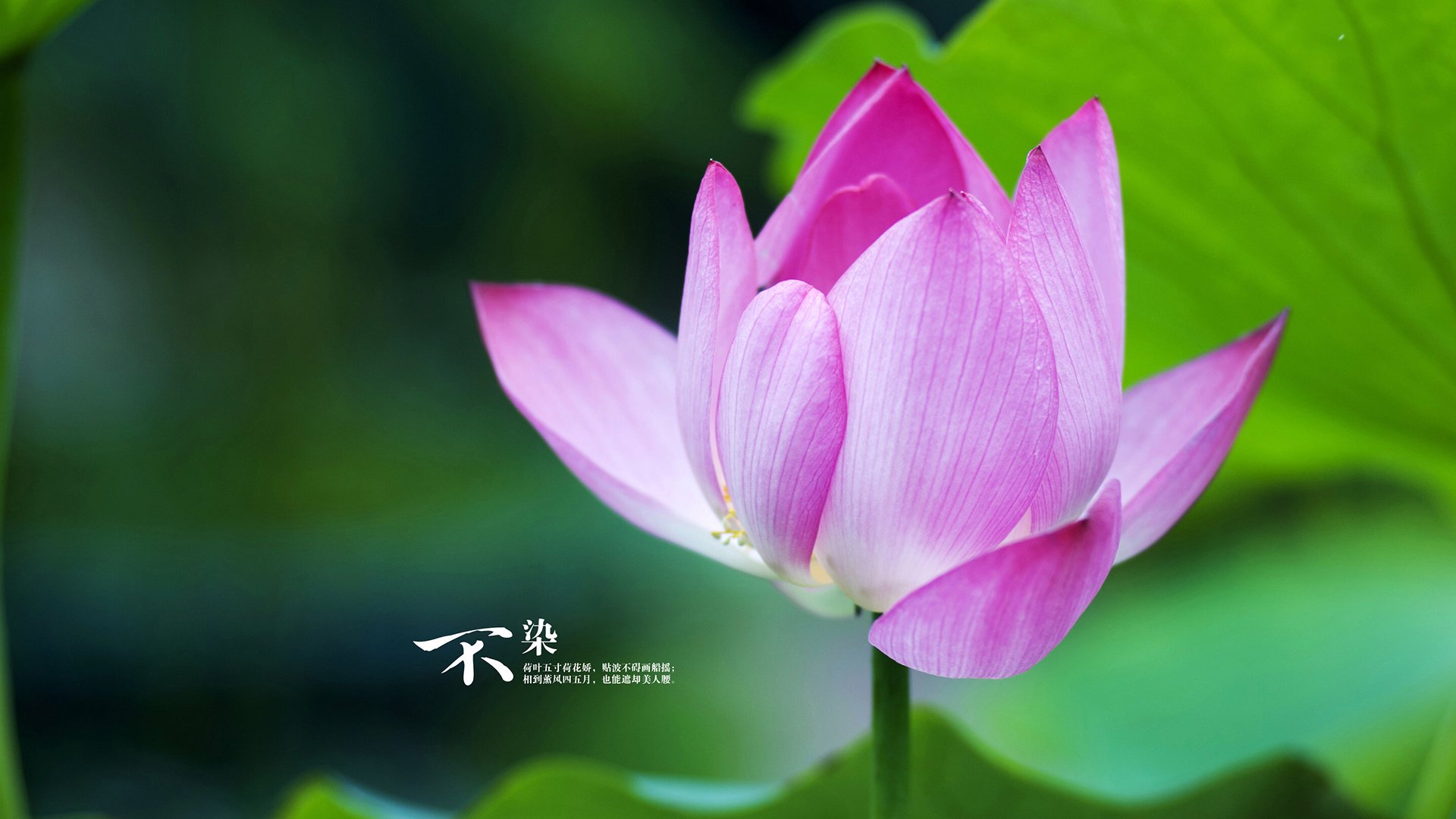 开云入口-史上最惊心动魄“点球大战”，谁才是真正的冷血杀手？，点球大战集锦